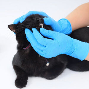 FINITEX nitrile gloves for pet grooming