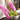 FINITEX pink food safe nitrile gloves